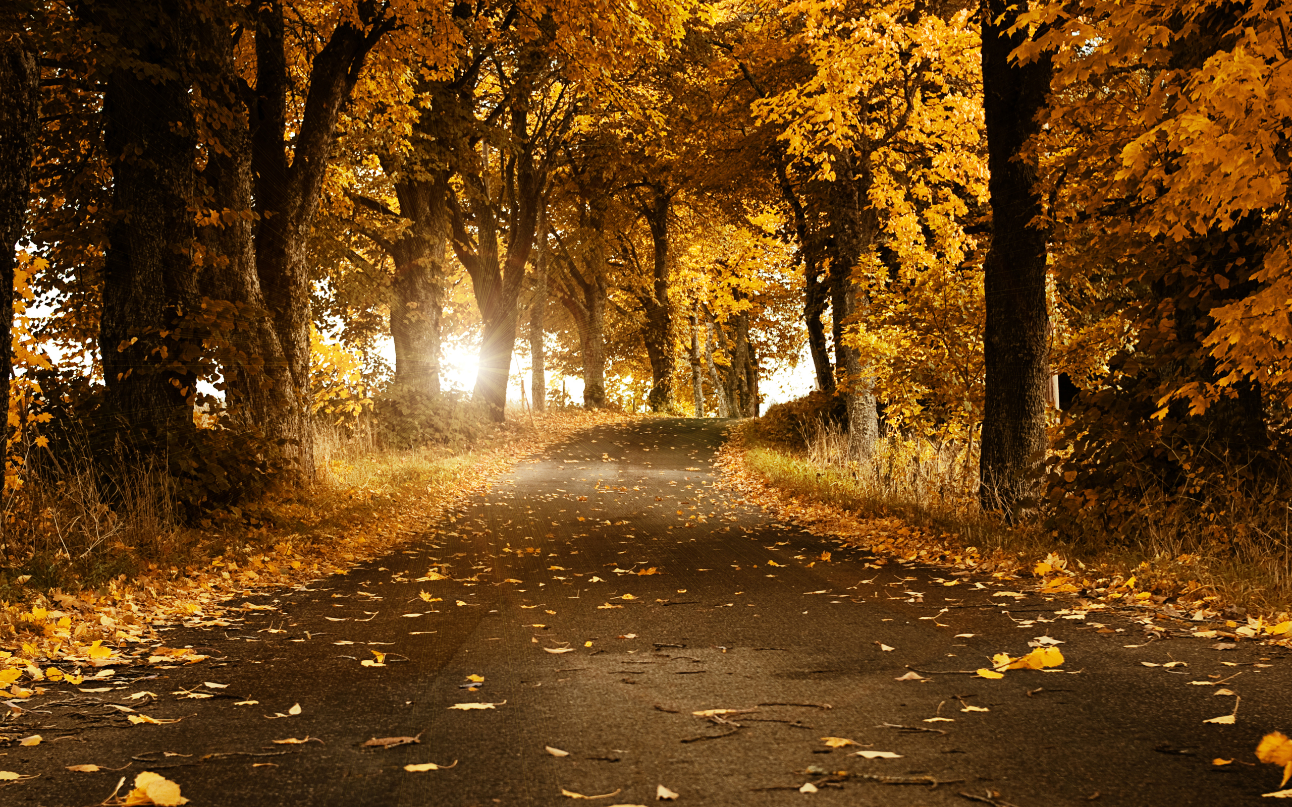 Original autumn landscape photograph