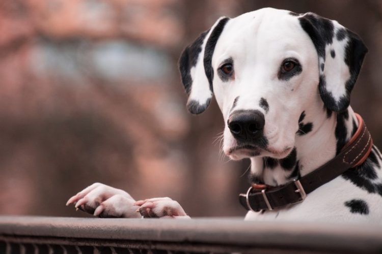 Original spotted dog photograph